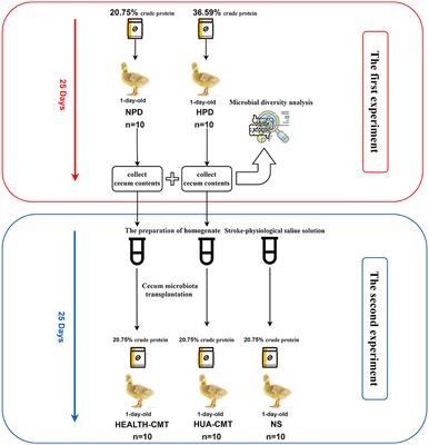 Bacteroides xylanisolvens possesses a potent anti-hyperuricemia effect in goslings fed on a high-protein diet